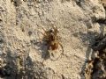 Pardosa sp.